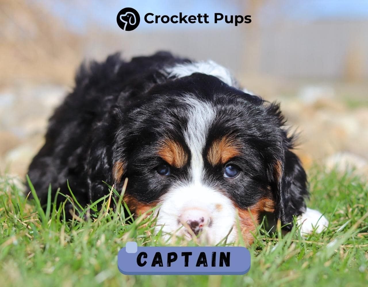 Male Bernalier Pup - Captain