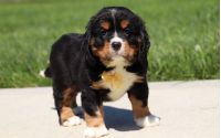 Male Bernalier Pup - Ash