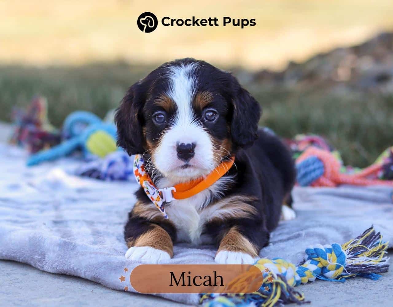 Male Bernalier Pup - Micah