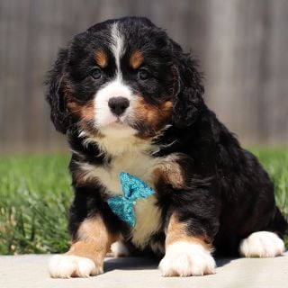 Male Bernalier Pup - Cedar