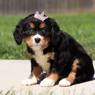 Female Bernalier Pup - Maple