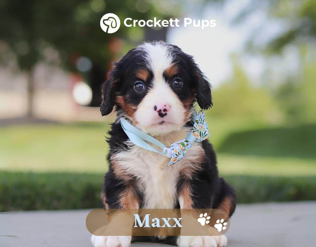 Male Bernalier Pup - Maxx