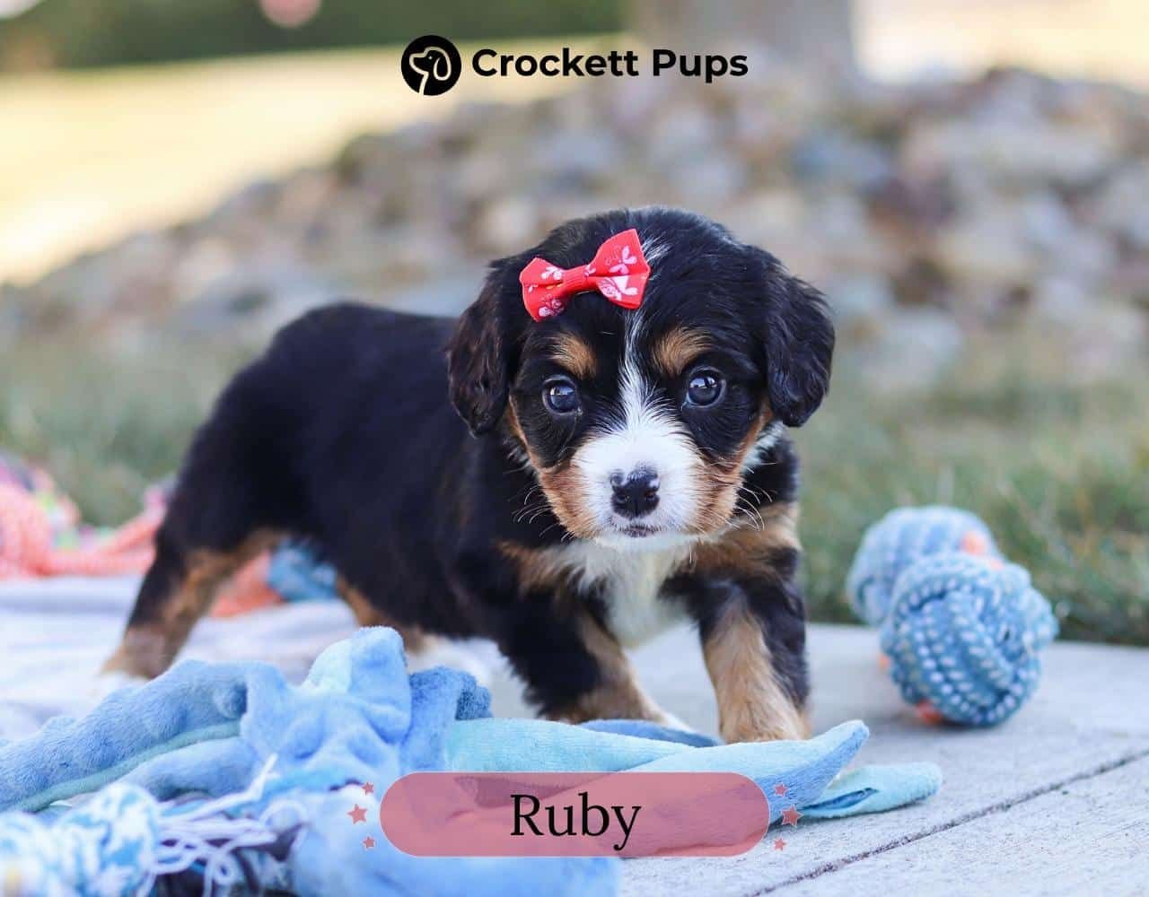 Female Bernalier Pup - Ruby