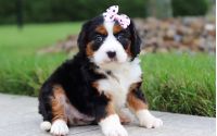 Female Bernalier Pup - Butterfly