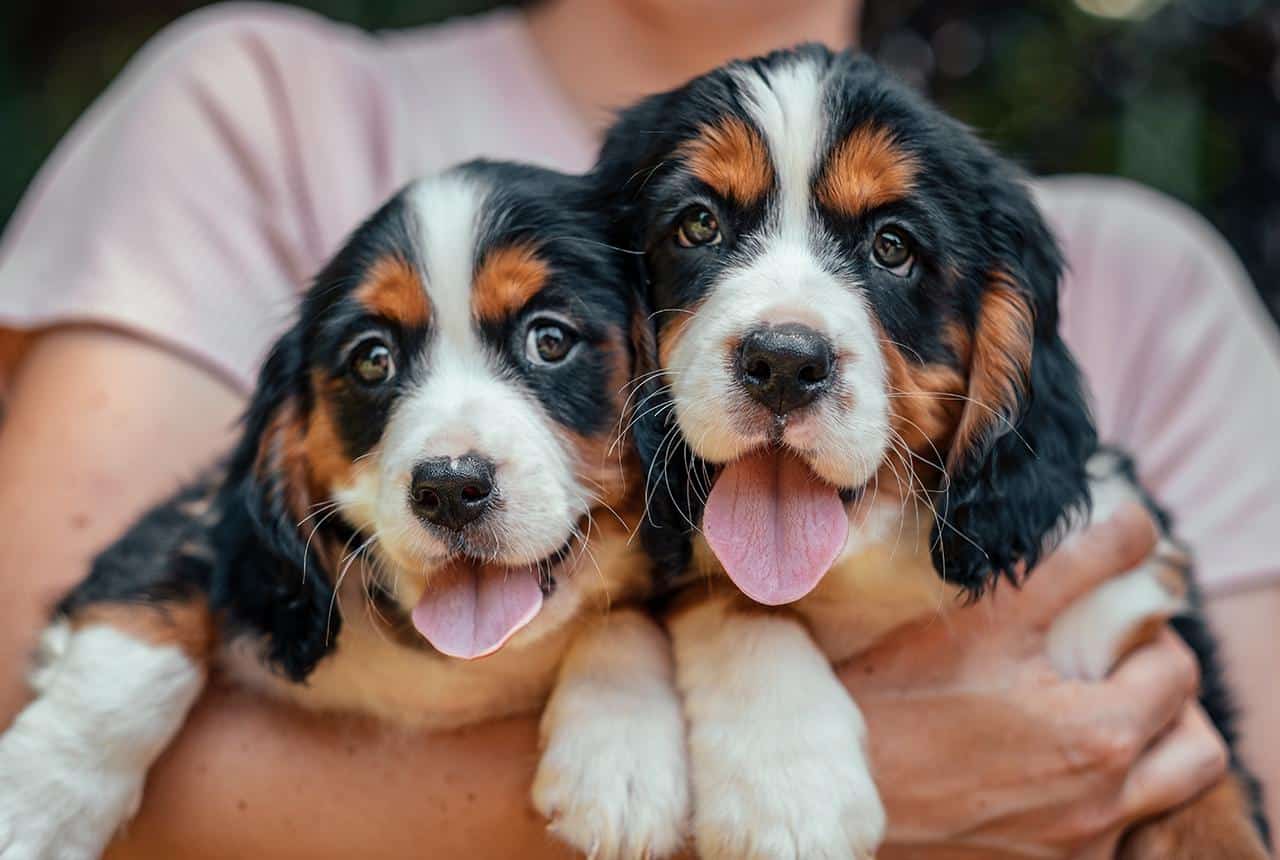 Two Mini Bernese Mountain Dog Puppies